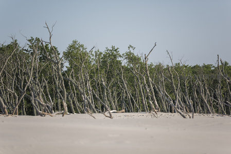 白沙滩前枯林与绿树的边界