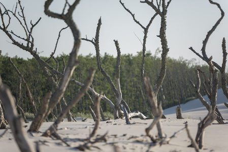 枯枝交错间窥见的绿色森林