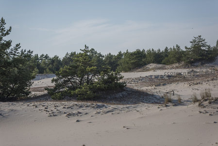 松林与沙丘交织的宁静自然景观