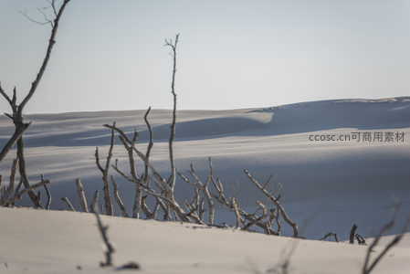枯枝与雪白沙丘构成的极简艺术
