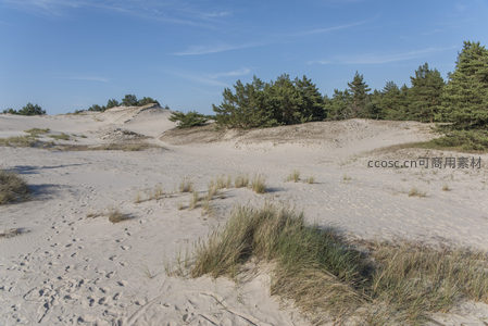 蓝天下的沙丘与松林开阔景致