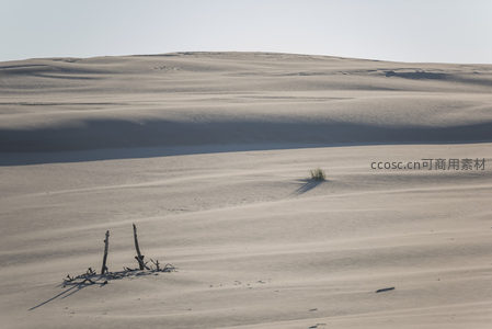 孤草枯枝点缀的广袤沙丘景观