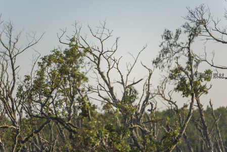 交错枝干与新绿交织的森林树冠