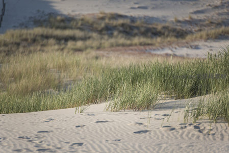 沙丘边缘随风摇曳的茂密海草