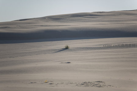 沙丘之巅孤独小草迎风而立