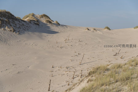 沙丘起伏间枯木点缀的静谧风光