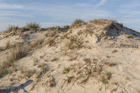 沙丘顶部野草顽强生长的特写