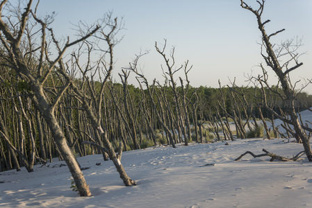 雪地枯树与远山森林的静谧冬景