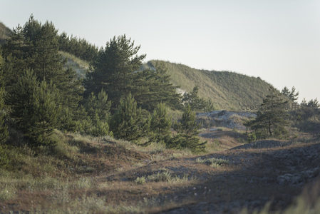 松林山坡晨光下的静谧景致