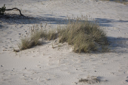 白沙之上顽强生长的沙生草丛