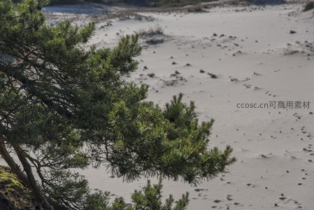 松枝特写与背景沙丘的虚实对比