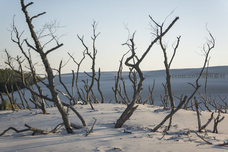 雪原之上枯木林立的荒芜景象