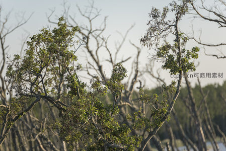 枯枝新绿，自然轮回的静谧之美