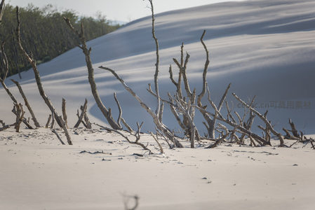 白沙覆野，枯木如骨诉说岁月沧桑