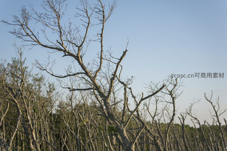 枯枝交错映蓝天，荒芜林地显苍凉