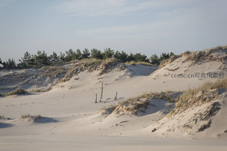 白沙漫卷松林立，沙漠绿意显生机