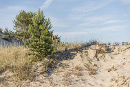孤松挺立沙丘上，绿意点缀荒漠景
