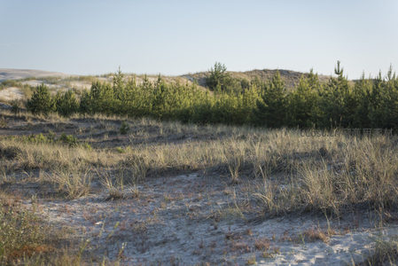 沙丘绿洲：松林与沙海的宁静交响