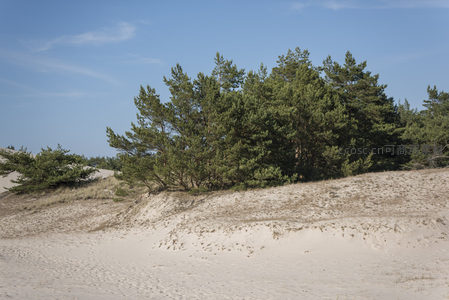 沙丘之巅：松林守护着金色海岸