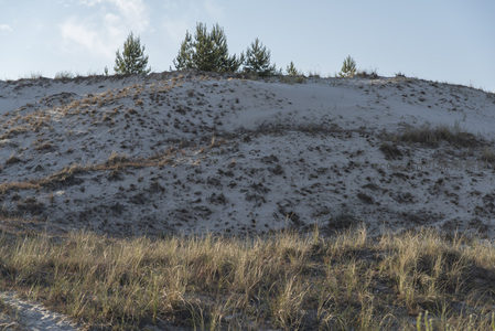 沙丘之上松树点缀自然风光