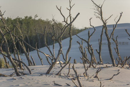 枯木残枝映衬雪白沙丘