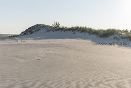 纯净沙丘上的孤松剪影
