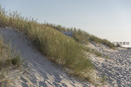 沙丘上的绿草随风摇曳