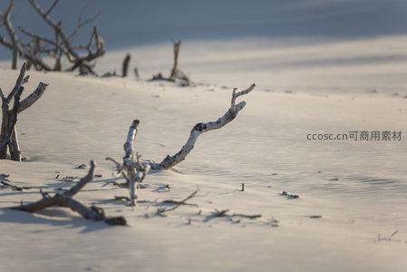 枯枝静卧雪白沙海之中