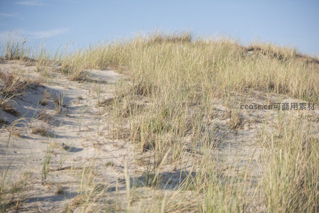 金色草浪覆盖绵延沙丘