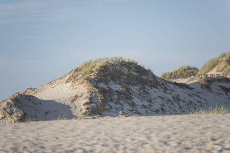 沙丘边缘绿植守护家园
