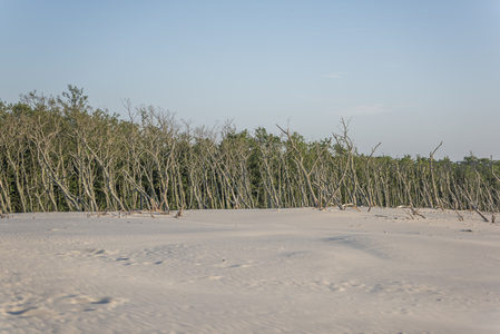 白沙滩与枯树林