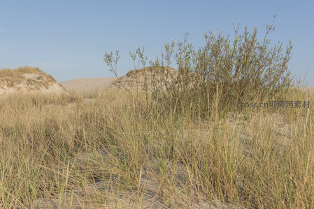 沙丘上的野草丛