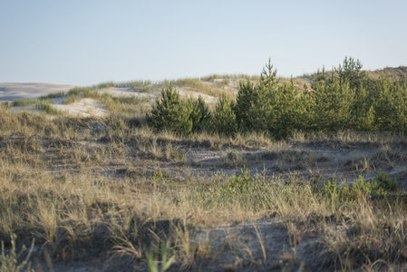 松树点缀沙丘坡