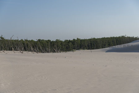 白沙滩与绿树林交界的宁静边界