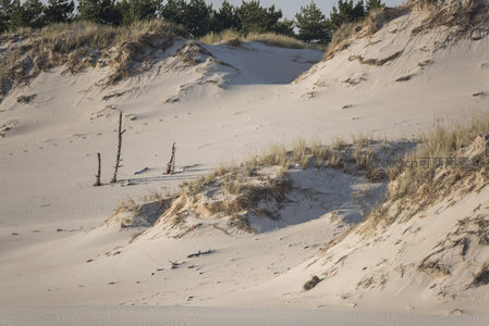 风蚀沙丘上的枯枝与草丛剪影