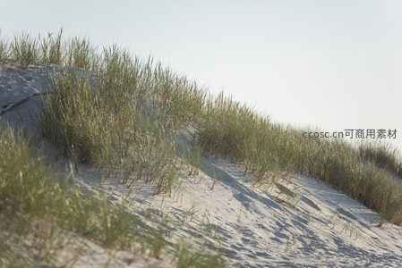 沙丘草丛随风轻摇显生机