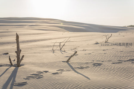 枯枝脚印点缀金色沙海