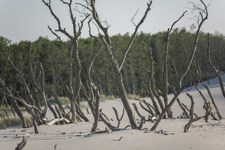 枯树残枝林立沙地如雕塑