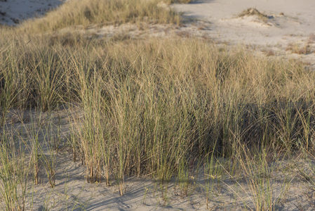 沙丘上的草丛在阳光下随风摇曳