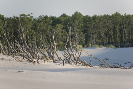 枯木林立于白沙与绿林之间