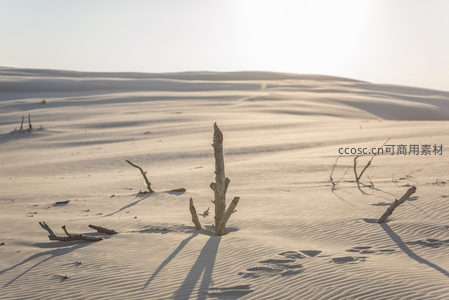 沙漠枯枝与足迹的静谧画卷