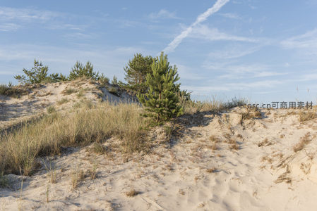 沙丘上的绿意生机盎然
