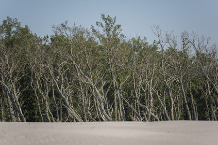 林缘沙地的交错光影