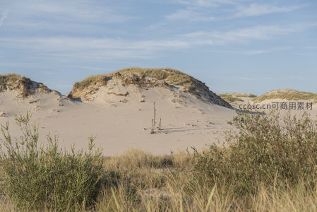 沙丘草甸间的孤寂枯木