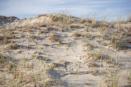 沙丘上的草丛在微风中轻轻摇曳