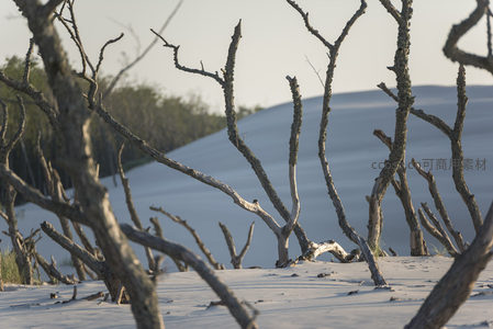 枯枝交错于雪白沙丘之间