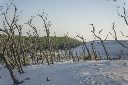 枯树与白沙的荒凉之境