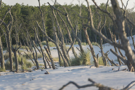 林间沙地的枯木迷宫