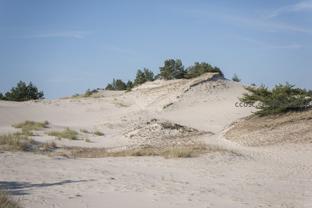 松树点缀的沙丘高地