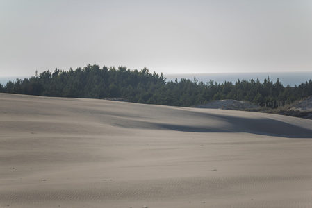 沙丘与松林的宁静边界
